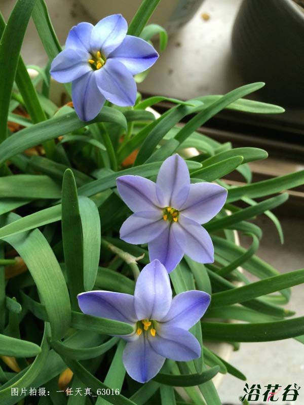 蓝花韭种植(心得版）