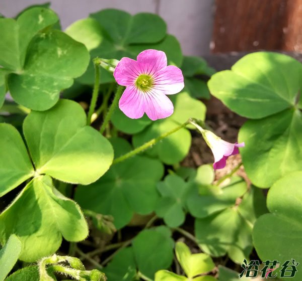 红花酢浆草花期有多长