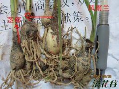 风雨兰怎么种