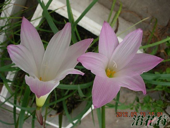 风雨兰和花韭的区别(图)