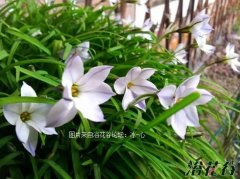 花韭怎么种植