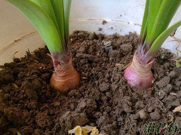 紫根兰和朱顶红的区别（图）