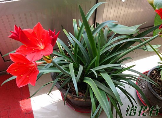 紫根兰和朱顶红的区别（图）