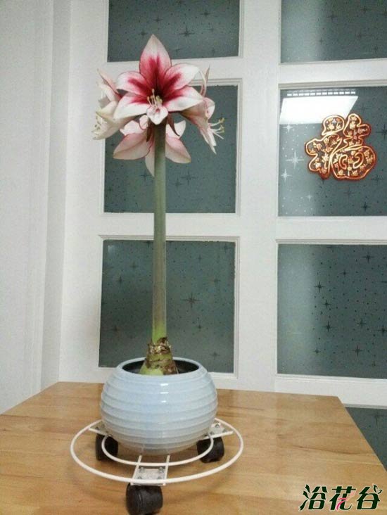 朱顶红开花后怎么处理