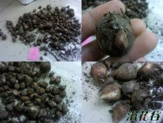 球根花卉有哪些类型