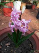 风信子开花后怎么处理