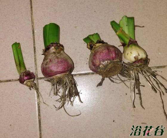 <a href='https://www.861230.com/guanhuazhiwu/7.html' target='_blank'><u>风信子</u></a>开花后怎么处理