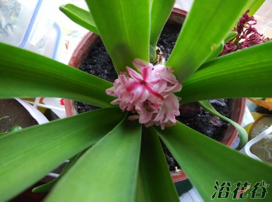 <a href='https://www.861230.com/guanhuazhiwu/7.html' target='_blank'><u>风信子</u></a>开花后怎么处理
