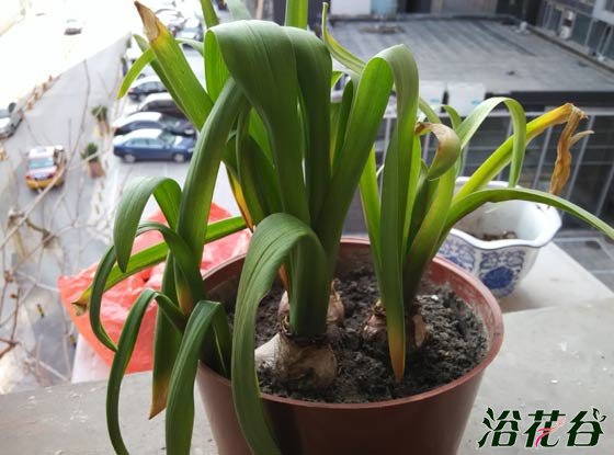 <a href='https://www.861230.com/guanhuazhiwu/7.html' target='_blank'><u>风信子</u></a>开花后怎么处理