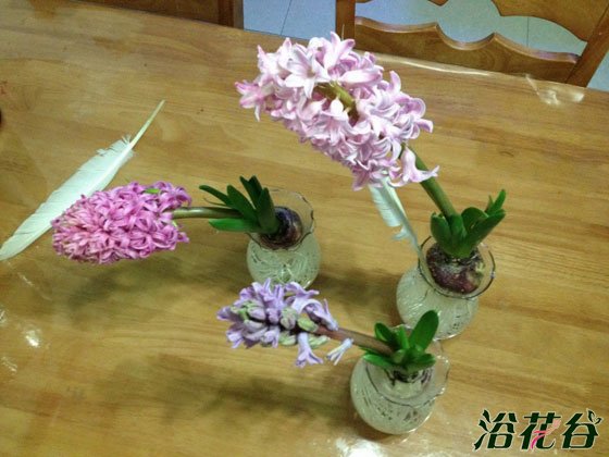<a href='https://www.861230.com/guanhuazhiwu/7.html' target='_blank'><u>风信子</u></a>什么时候养好