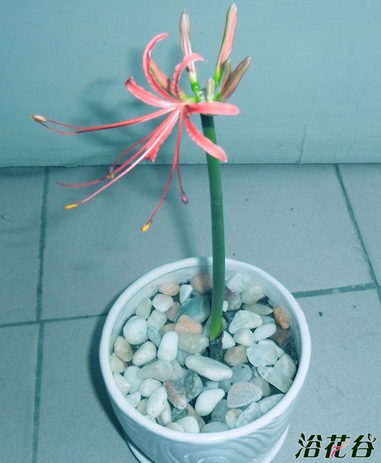<a href='https://www.861230.com/guanhuazhiwu/6561.html' target='_blank'><u>石蒜</u></a>花种植(附时间)