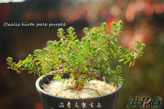 酢浆草徒长怎么办