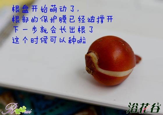 原生<a href='https://www.ahuacao.com/guanhuazhiwu/63.html' target='_blank'><u>郁金香</u></a>怎么种