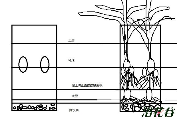 <a href='https://www.ahuacao.com/guanhuazhiwu/63.html' target='_blank'><u>郁金香</u></a>的养殖方法(花友经验)