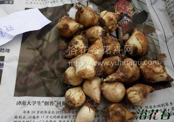 葡萄<a href='https://www.861230.com/guanhuazhiwu/7.html' target='_blank'><u>风信子</u></a>的养殖方法(图文教程)