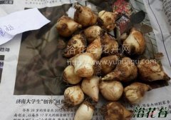 葡萄风信子的养殖方法(图文教程)