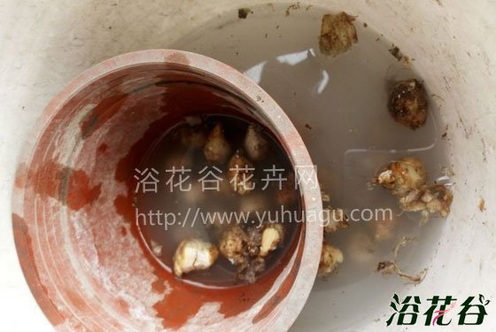 葡萄<a href='https://www.861230.com/guanhuazhiwu/7.html' target='_blank'><u>风信子</u></a>的养殖方法(图文教程)