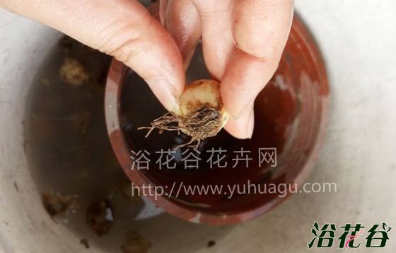 葡萄<a href='https://www.861230.com/guanhuazhiwu/7.html' target='_blank'><u>风信子</u></a>的养殖方法(图文教程)