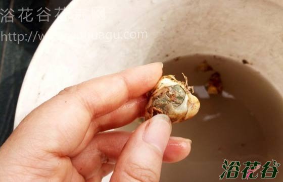 葡萄<a href='https://www.861230.com/guanhuazhiwu/7.html' target='_blank'><u>风信子</u></a>的养殖方法(图文教程)