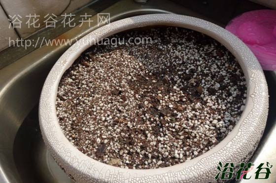 葡萄<a href='https://www.861230.com/guanhuazhiwu/7.html' target='_blank'><u>风信子</u></a>的养殖方法(图文教程)