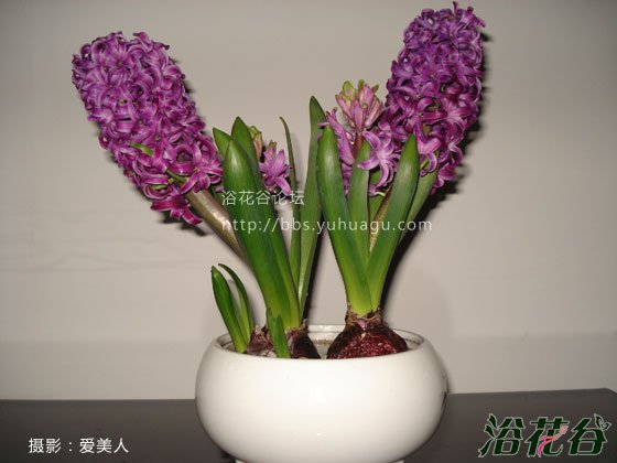 <a href='https://www.861230.com/guanhuazhiwu/7.html' target='_blank'><u>风信子</u></a>开花时间