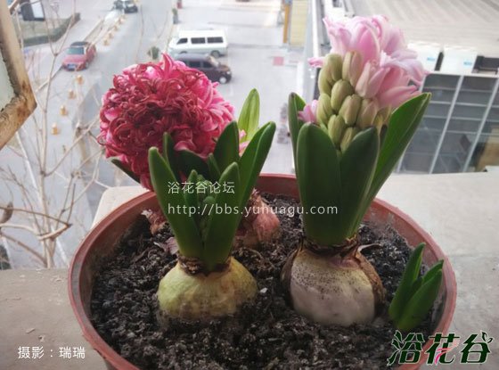 <a href='https://www.861230.com/guanhuazhiwu/7.html' target='_blank'><u>风信子</u></a>开花时间