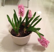 风信子侧芽用去除么？