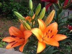 百合花怎么养(花友版)