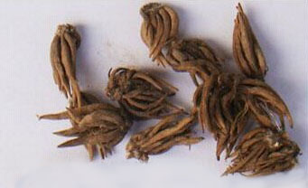 <a href='https://www.861230.com/guanhuazhiwu/6849.html' target='_blank'><u>花毛茛</u></a>种球什么时候种