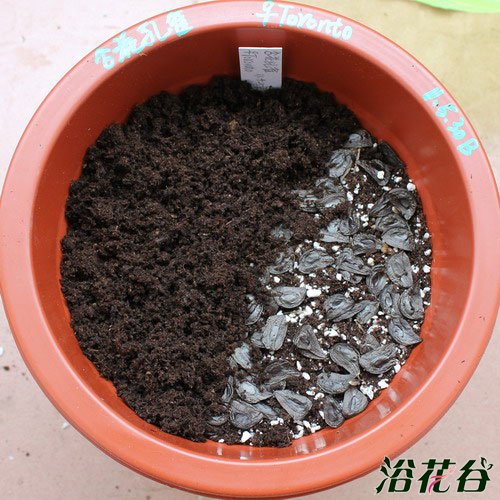 朱顶红种子怎么种