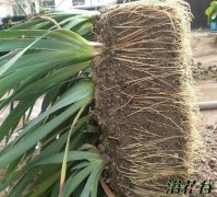 德国鸢尾的翻盆和种植
