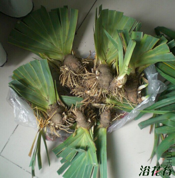 德国鸢尾的翻盆和种植