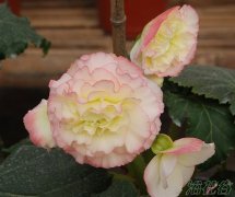 球根海棠盆栽后怎样管理