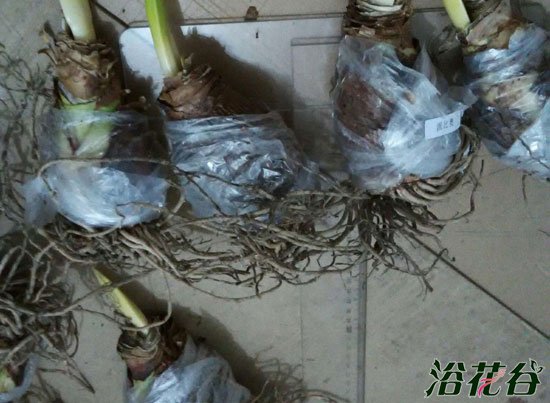 秋植球根花卉复壮杂谈