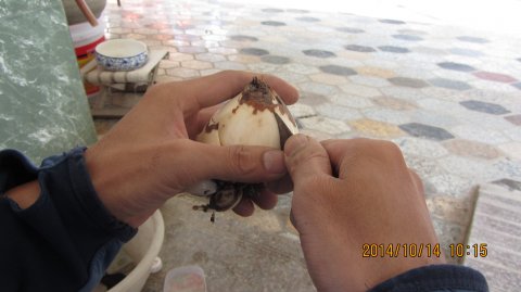 <a href='https://www.861230.com/guanhuazhiwu/6557.html' target='_blank'><u>水仙</u></a>花催芽(图文)