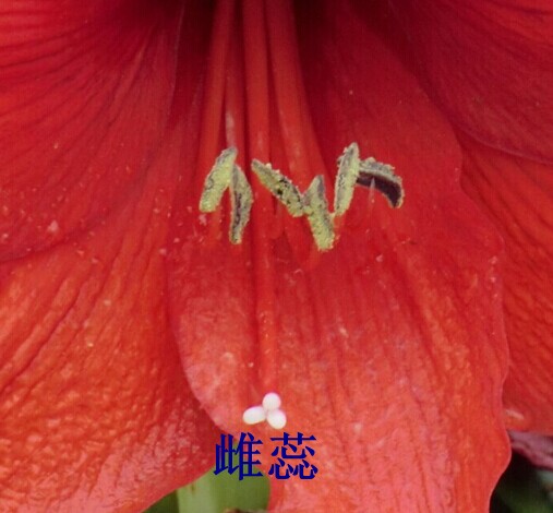 朱顶红授粉(图文)