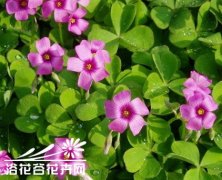 【球根球茎】酢浆草深入介绍