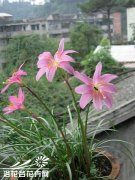 红花葱兰的养殖方法