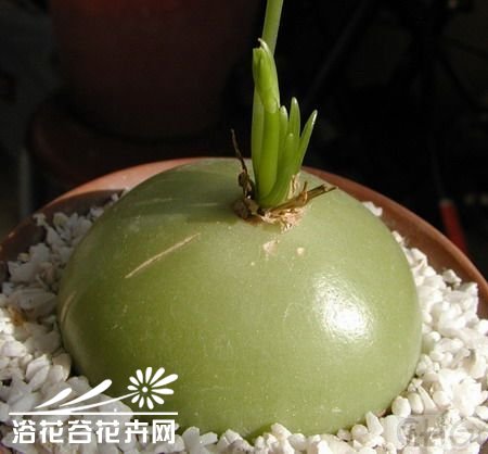 大苍角殿的日常养护方法