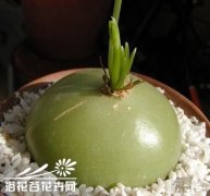 大苍角殿的日常养护方法