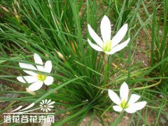 葱兰的养殖方法