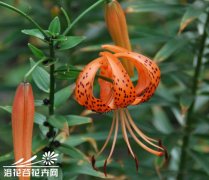 卷丹百合的养殖方法