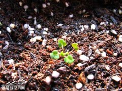 肉酢（美花酢）个人种植经验分享