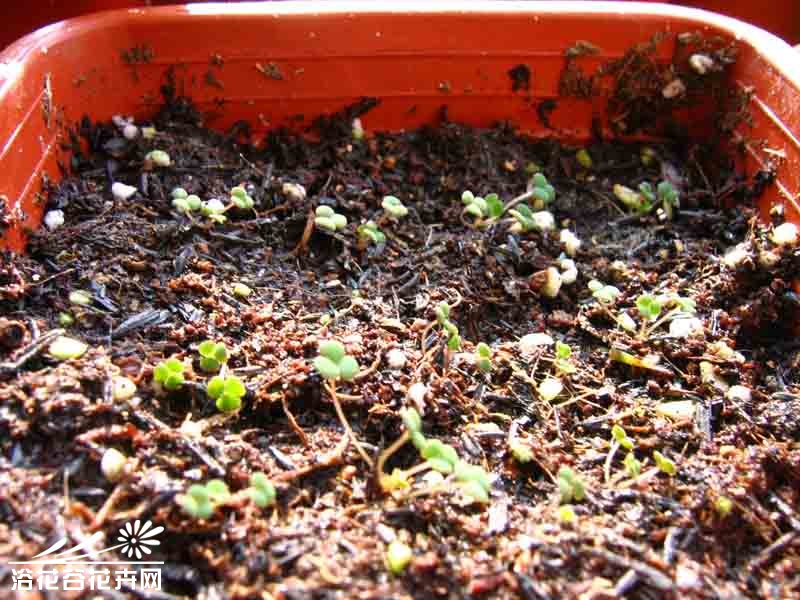 肉酢（美花酢）个人种植经验分享