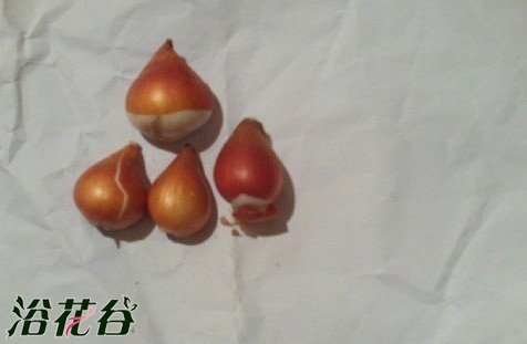 球根花卉有哪些(<a href='https://www.ahuacao.com/guanhuazhiwu/63.html' target='_blank'><u>郁金香</u></a>球根)