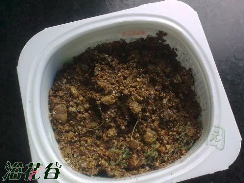 <a href='https://www.861230.com/guanhuazhiwu/6849.html' target='_blank'><u>花毛茛</u></a>种球种植方法（图）