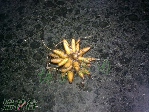 <a href='https://www.861230.com/guanhuazhiwu/6849.html' target='_blank'><u>花毛茛</u></a>种球种植方法（图）