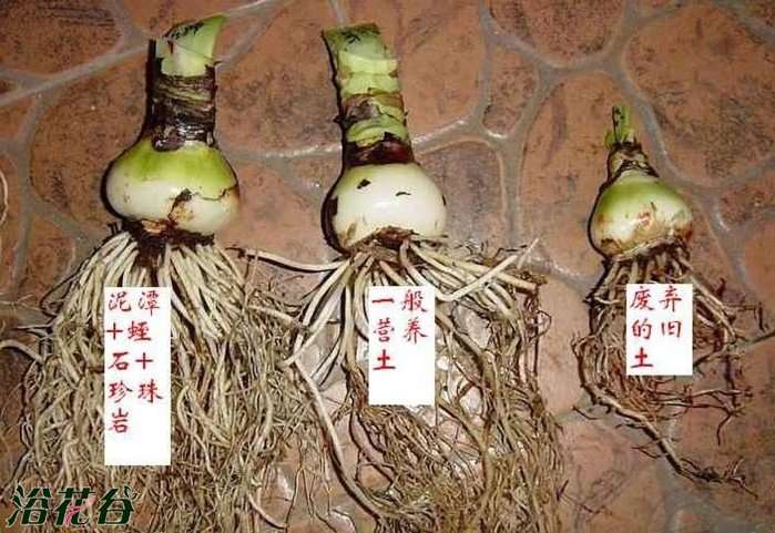 朱顶红养殖方法及图