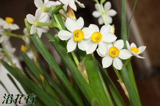 <a href='https://www.861230.com/guanhuazhiwu/6557.html' target='_blank'><u>水仙</u></a>花开花后怎么养