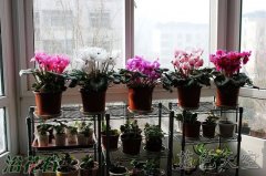 仙客来花怎样养（花友经验）